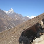 Passage de yaks
