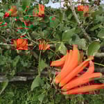 Des fleurs africaines présentes partout sur l'île