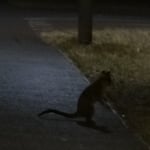 Un "possom", une sorte d'écureuil local