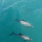 Hector's Dolphins