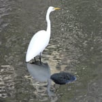 Au bord de l'eau, dans les fjords