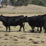 Boeuf australien (wagyu ?). De très belles bêtes