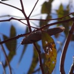 Un gros criquet, à distinguer dans le feuillage