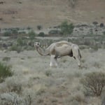 Dromadaires sauvages