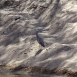 A Ormiston Gorge, à coté du plan d'eau