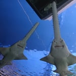 Vous en avez dejà vus ?