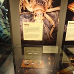 Le Weta, un insecte endémique croisé pendant notre trek à Abel Tasman