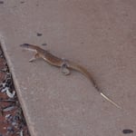 Un lézard géant, d'environ 60 cm