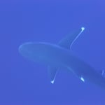 Le même. Notez les pointes blanches, bien visibles