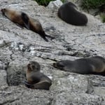 Phoques sur un rocher, en passant en bateau