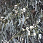 Fleur d'eucalyptus