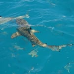 Un joli pointe noire