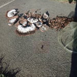 巣はかなり大きいものでした。手間の赤丸は女王蜂です。