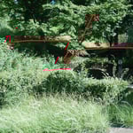 植込みの中から頻繁に大きな蜂が出入りしていました