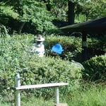 業者さんの駆除状況