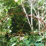 植込みの中に土の小山とスズメバチが・・・。