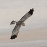 Kornweihenmännchen – regelmäßiger Wintergast