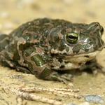 Wechselkröte – Vorkommen im ehem. Pionierübungsgelände in Krailing