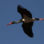 Fliegender Schwarzstorch