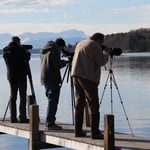 ASO: Wasservogelzählung an der Roseninsel (Starnberger See)