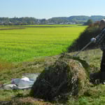 Landschaftspflege: Abheuen am Klingelberg 