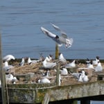 Vogelschutz: Brutgeschehen am Flussseeschwalbenfloß im Starnberger See