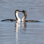 Prachttaucher – regelmäßiger Überwinterer am Starnberger See 