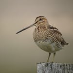 Bekassine (Vogel des Jahres 2013) – sehr seltener Brutvogel im Landkreis 