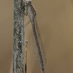 sibirische Winterlibelle