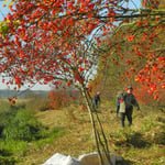 Landschaftspflege: Abheuen am Starzelbach 