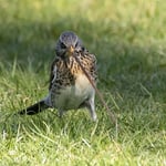 ASO: Vogelfotos des Jahres 2021 (Wacholderdrossel - Antje Geigenberger) 