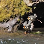 ASO: Vogelfotos des Jahres 2020 (Wasseramsel - Antje Geigenberger) 