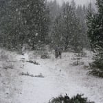 Landschaftspflege: Winterlicher Arbeitseinsatz im ehem. Pioniergelände Krailing