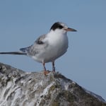 Vogelschutz: Eine am Starnberger See beringte Flussseeschwalbe wird am Genfer See beobachtet 