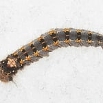 Raupe der Glasglucke auf Schnee