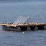 Vogelschutz: Das im Jahr 2021 neu gebaute Flussseeschwalbenfloß