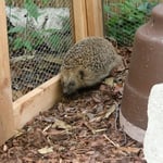 Umweltbildung: Igelkurs zusammen mit dem Tierheim Starnberg