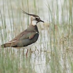 Kiebitz – Brutvogel im Fünfseenland