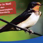 Vogelschutz: Arbeitskreis Schwalben und Mauersegler, gegründet 2016