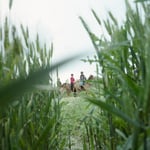 Entre deux touffes d'herbes