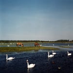 Nos chevaux au Marais du Crotoy