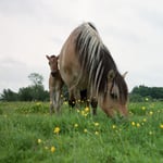 Poulain très timide