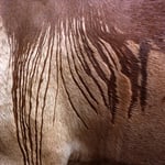 Zèbre , non de la puie ruisselante