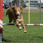 Hundesport