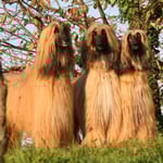 Topas mit u'Bekele und Usuni