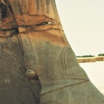 Am Tor aller Länder | Persepolis