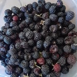 Black Raspberries