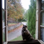c'est beau un chat sur un rebord de fenêtre !