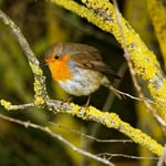 ERITHACUS RUBECULA - (ROUGE GORGE FAMILLIER)