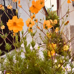 Sommerblumen oben bei der Primarschule